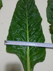 Pazı Tohumu ( Pezik ) - 10 G (~ Takribi 200 Tohum) - 6
