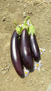 Patlıcan Tohumu Aydın Siyahı 55 - 5 G. (~ Takribi 650 Tohum) thumbnail 2