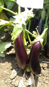 Patlıcan Tohumu Aydın Siyahı 55 - 5 G. (~ Takribi 650 Tohum) thumbnail 4