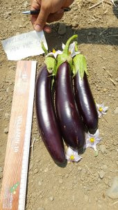 Patlıcan Tohumu Aydın Siyahı 55 - 5 G. (~ Takribi 650 Tohum) thumbnail 6