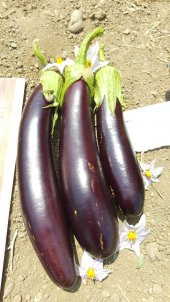 Patlıcan Tohumu Aydın Siyahı 55 - 5 G. (~ Takribi 650 Tohum) thumbnail 8