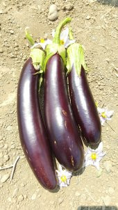 Patlıcan Tohumu Aydın Siyahı 55 - 5 G. (~ Takribi 650 Tohum) thumbnail 9