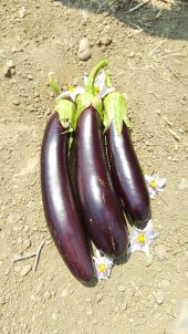 Patlıcan Tohumu Aydın Siyahı 55 - 5 G. (~ Takribi 650 Tohum) thumbnail 10