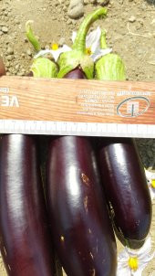 Patlıcan Tohumu Aydın Siyahı 55 - 5 G. (~ Takribi 650 Tohum) thumbnail 12