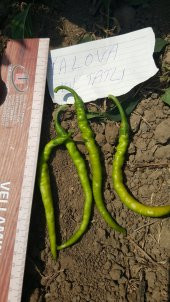 Biber Tohumu Kıl Tatlı 5 G. (~ Takribi 400 Tohum) - 3