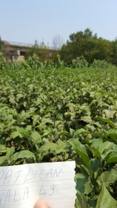 Patlıcan Tohumu Pala 49 /- 500 g. - 2