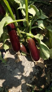 Patlıcan Tohumu Pala 49 /- 500 g. - 4