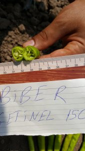 Biber Tohumu Çetinel 150 Tatlı Sivri 10 G. (~ Takribi 800 Tohum) - 2