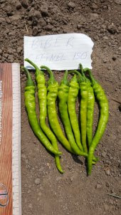 Biber Tohumu Çetinel 150 Tatlı Sivri 10 G. (~ Takribi 800 Tohum) - 10