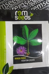 Küstüm Çiçeği Tohumu - Mımosa Pk. (~ Takribi 30 Tohum) - 1