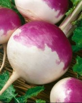 Yem Şalgamı Tohumu- 1 KG - 1