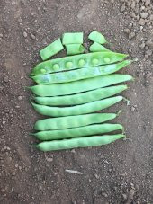Fasulye Tohumu ÖZLEM ( Sırık )  - 50 g - 1