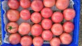 A-Z Tohum Domates Tohumu Neslişah F1 Oturak Pembe Domates (A-Z 12) - 20 Adet Tohumluk - 4