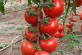 A-Z Tohum Domates Tohumu A-Z 44 F1 Salkım Domates - 10 Adet Tohumluk - 1