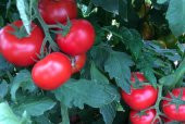 A-Z Tohum Domates Tohumu A-Z 44 F1 Salkım Domates - 10 Adet Tohumluk - 3