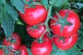 A-Z Tohum Domates Tohumu A-Z 44 F1 Salkım Domates - 10 Adet Tohumluk - 4