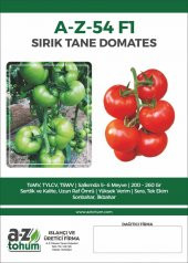HİBRİT SIRIK TANE DOMATES TOHUMU - 10 ADET TOHUMLUK - 6