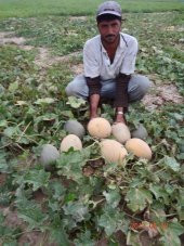 HİBRİT ANANAS KAVUN TOHUMU - 20 ADET TOHUMLUK - 2