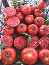 A-Z Tohum Domates Tohumu A-Z 16 F1 Oturak Tarla Domatesi - 20 Adet Tohumluk thumbnail 2