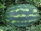 HİBRİT OVAL TAYT TİPİ KARPUZ TOHUMU - 20 ADET TOHUMLUK - 1