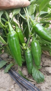 HİBRİT JALAPEN TİPİ BİBER TOHUMU - 20 ADET TOHUMLUK - 4