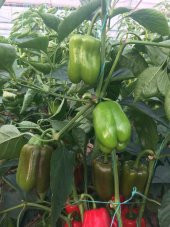 A-Z Tohum Biber Tohumu A-Z 22 F1 Dolma Biber - 20 Adet Tohumluk - 3
