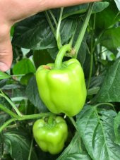 A-Z Tohum Biber Tohumu A-Z 22 F1 Dolma Biber - 20 Adet Tohumluk - 6