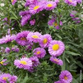 Çin Aster Çiçek Tohumu - Callistephus Chinensis (~ Takribi 40 Tohum) - 1