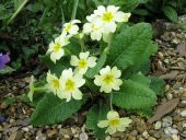 Mart Çiçeği Çiçek Tohumu 1 - Primula Acaulis (~ Takribi 30 Tohum) - 1