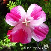 Açelya Çiçek Tohumu - Yer Açelyası - Godstıa - Clarkıa Amoena (~ Takribi 50 Tohum) - 1