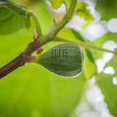 Çanta Cep Boy İncir Özü Kolonyası Sprey - 100 Ml. (80 Derece) - (Parfümlü) - 4