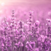 Çanta Cep Boy Lavanta Kolonyası Sprey - 100 Ml. (80 Derece) - (Parfümlü) - 4