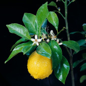 Çanta Cep Boy Limon Çiçeği Kolonyası Sprey - 100 Ml. (80 Derece) - (Parfümlü) - 4