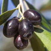 Çok Az Tuzlu Kalamata İri Boy Kuru Sele Siyah Zeytin (Palamut-Jumbo-Extra Boy Eşek Zeytin) - 2 Kg. - 5