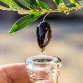 Soğuk Sıkım Natürel Sızma Zeytinyağı Teneke (Yeni Sezon) - 3 Litre - 5