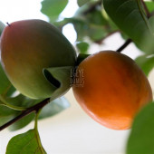 1. Sınıf İri Boy Cennet Hurması Kurusu - Kuru Trabzon Hurması - Cennet Elması Kurusu - 1 Kg. - 5