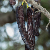 Keçiboynuzu Meyvesi Harnup Kurusu - 250 Gr. (Yeni Mahsül - 1. Sınıf - Tane Keçi Boynuzu Bal) - 7