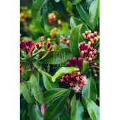 Karanfil Tane - (Bitki Çayı - Baharat - İri Taneli Lüx Karanfil) - 40 Gr. (1. Kalite) - 3
