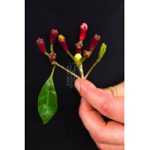 Karanfil Tane - (Bitki Çayı - Baharat - İri Taneli Lüx Karanfil) - 40 Gr. (1. Kalite) - 9