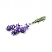 Saf Lavanta Yağı - 20 Ml. (Aromatik - Masaj - Cilt Bakım) - 3