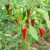 Yeni Mahsül Öğütülmüş Kırmızı Toz Biber - 500 Gr. 1. Kalite Doğal Aroma ve Renk Verici - 8