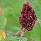 Yeni Mahsül Öğütülmüş Sumak - 100 Gr. 1. Kalite (Baharat - Yüksek Aroma) - 5