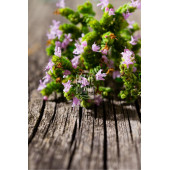 Kekik - (Bitki Çayı - Baharat - Dağ Kekiği - Yeni Mahsul Yaprak Kekik) - 30 Gr. (1. Kalite) - 5