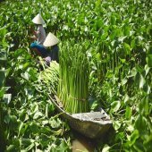 Doğal Sepet, Su Sümbülü MeridyenDukkan 32x34x32 cm Rattan Düzenleme Sepet-Kutu El Örgüsü thumbnail 6