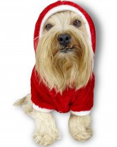Gold Santa Yılbaşı Köpek Sweatshirt, Noel Sweatshirt - 8