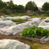 12,8x10 METRE 40gr AGRİL ISI DON ÖRTÜSÜ, ZİRAİ DON KIRAĞI ÖRTÜ KARPUZ ÇİLEK ÖRTÜSÜ, SERA TOPRAK ÖRTÜSÜ ELYAF BİTKİ KORUMA ÖRTÜSÜ - 3