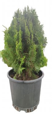 Doğu mazısı (Platycladus orientalis) - 1