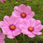 20 Adet Tohum Kosmos Çiçeği Tohumu Cosmos Çiçek Tohumu Toh - 1