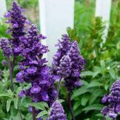 10 Adet Tohıum Adaçayı Çiçeği Tohumu Mor Ada Çay Çiçek Tohumu Sak - 1