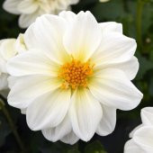 Dahlia Yıldız Çiçeği - 1